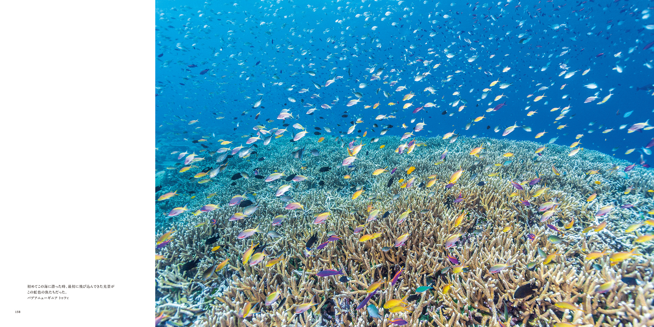 写真集『The Coral Triangle 〜密林珊瑚〜』 | 株式会社クレヴィス