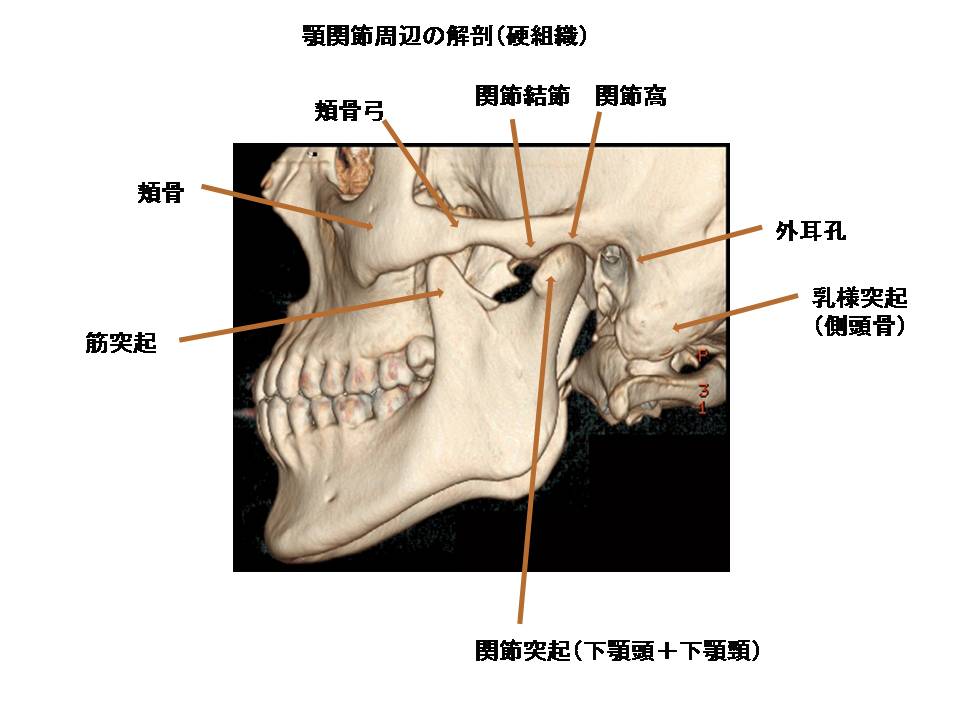 顎関節のMRI解剖