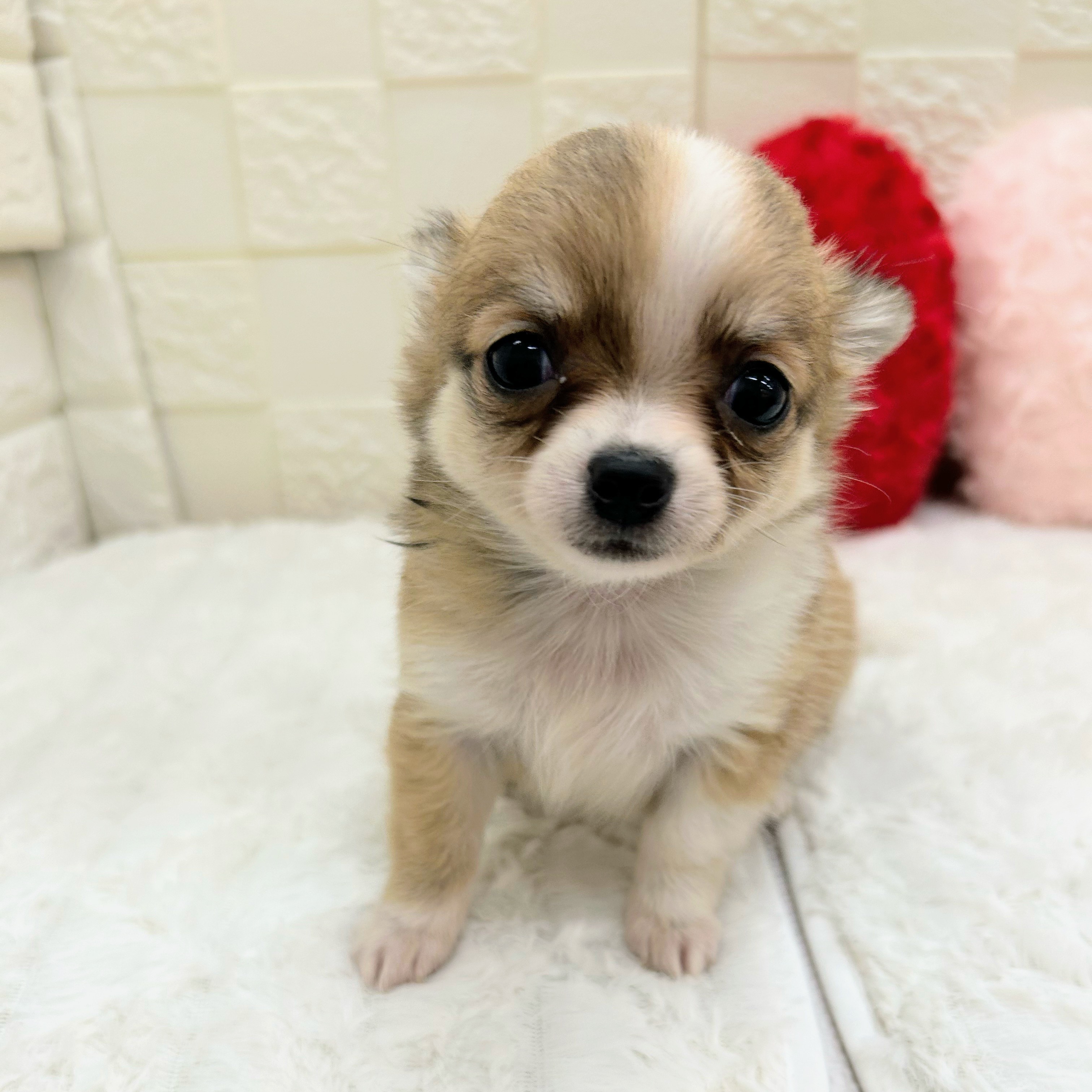 チワワ(ホワイトレッド)の子犬を価格や特徴で探す|ペットショップ探す