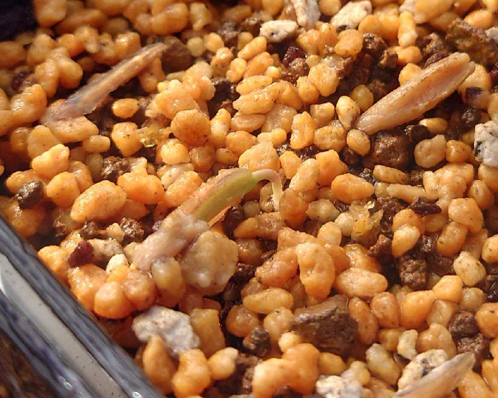 フォークイエリア・コルムナリス実生成長記録♪｜🍀GreenSnap