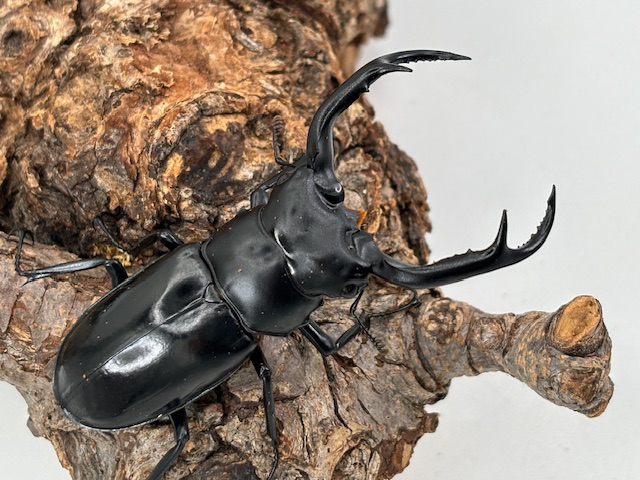 ミャンマー便! ウエストウッディオオシカ(カズミアエ)WD♂74mm♀38mm