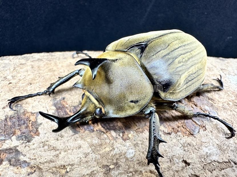 新成虫☆ブラジル産☆アヌビスカブト | Dorcusfarm