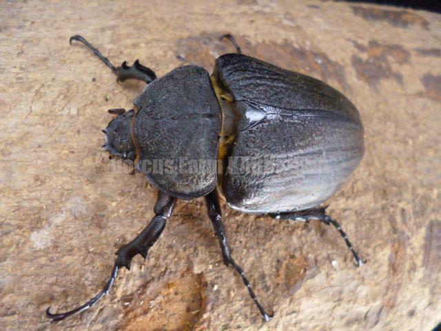 ☆新成虫☆レックスゾウカブト♂109mm♀75mm | Dorcusfarm