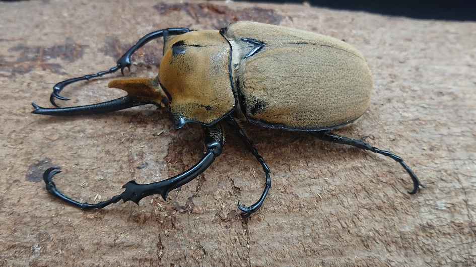 即ブリード可☆新成虫☆オキシデンタレゾウカブト♂110mm♀61mmペア