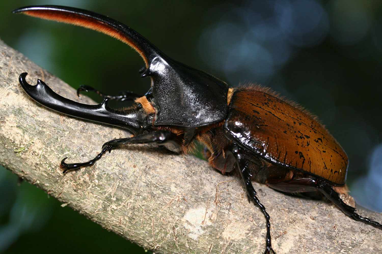 ヘラクレスオオカブト｜ドルクスダンケ