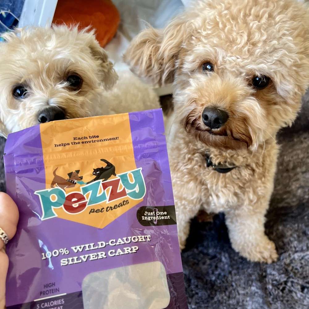Pezzy Pets Silver Carp Chips | Grommet