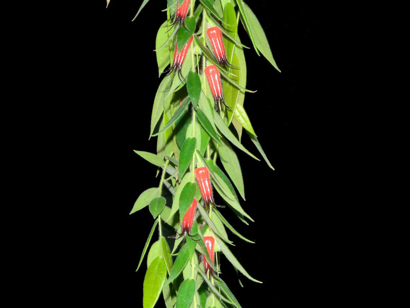 Ceratostema rauhii — Ecuagenera Orquídeas del Ecuador
