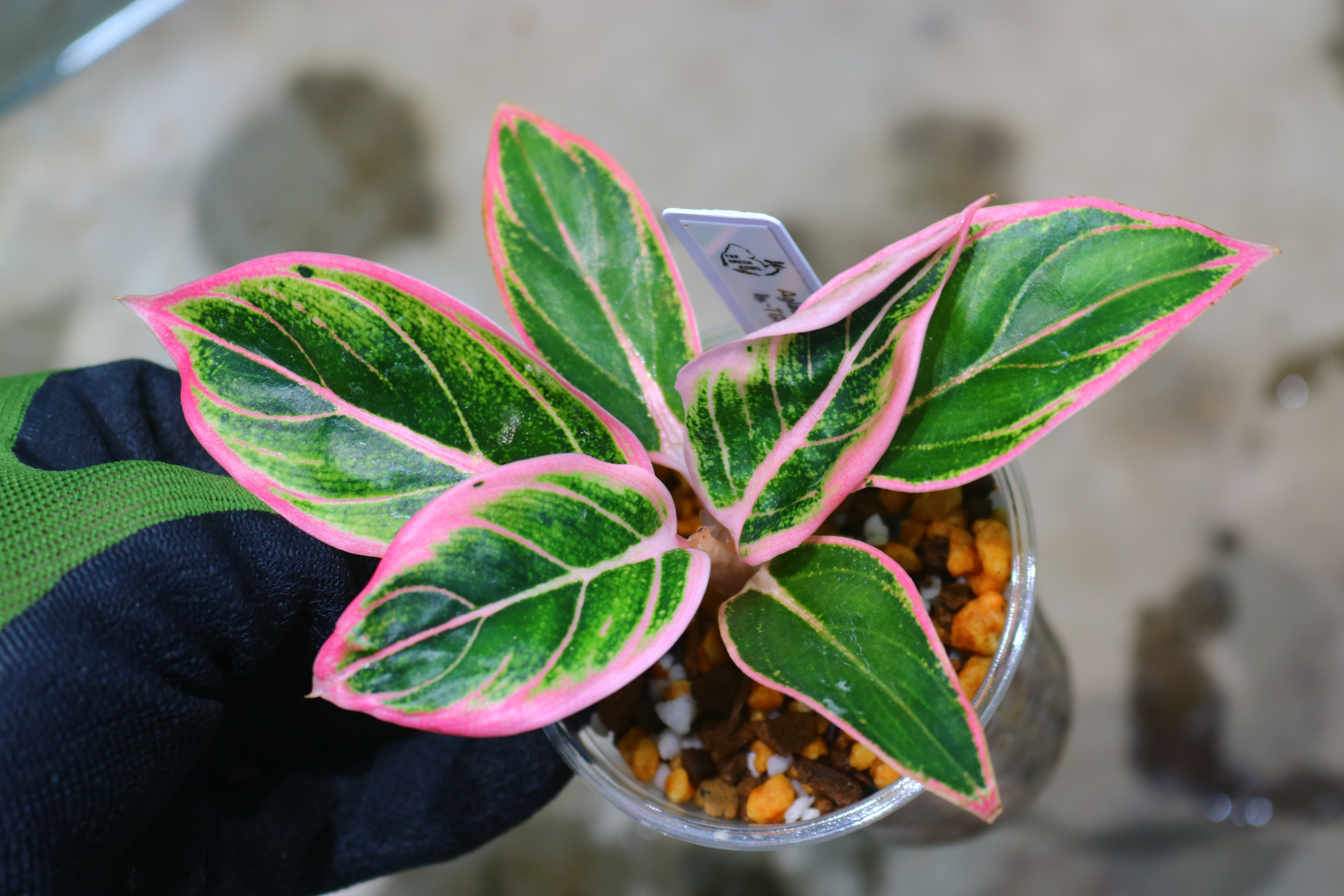 ①/-TGK-r61028-/アグラオネマ 'ロータスディライト'/ Aglaonema