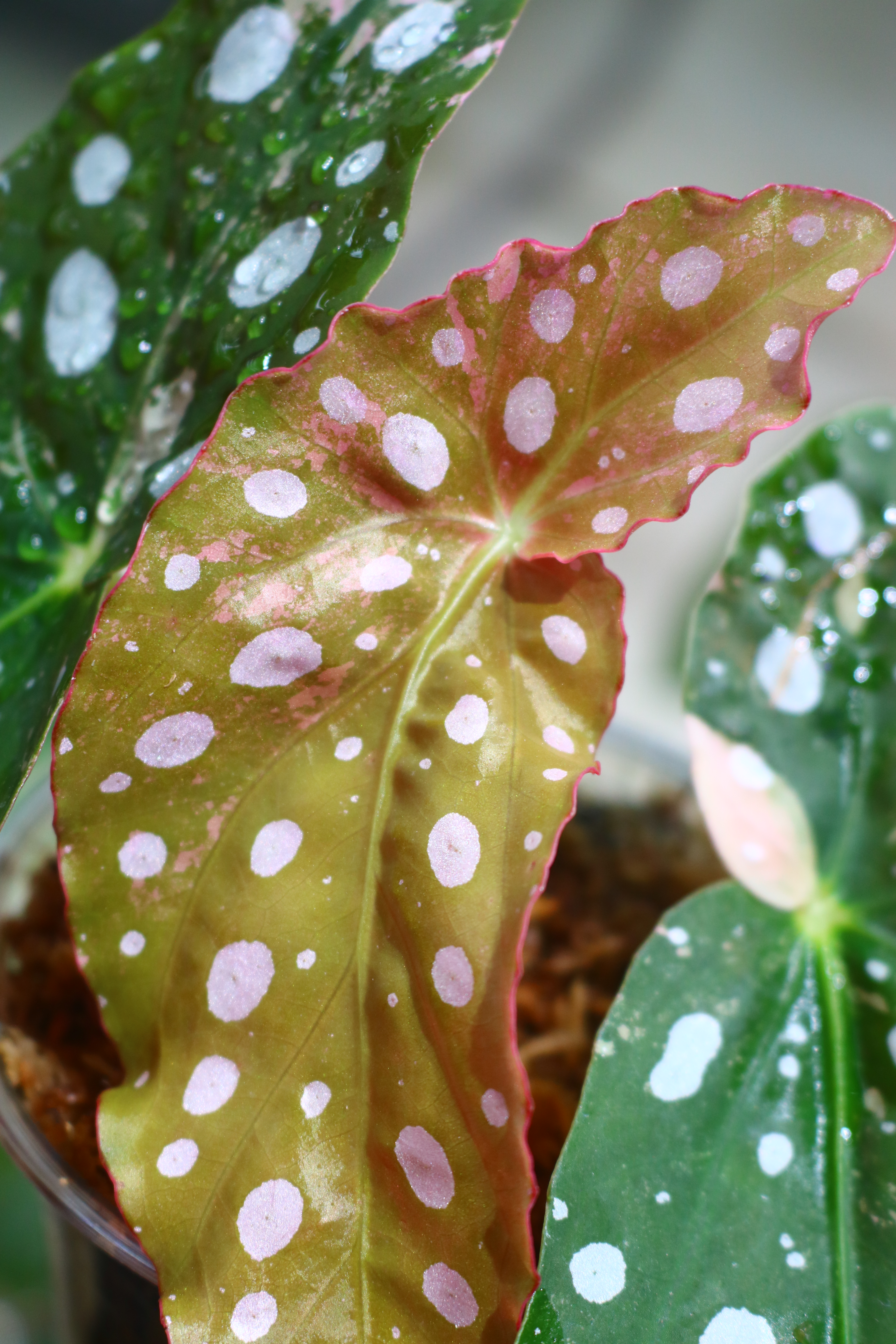 🦍-TGK-r70626-🦍/Begonia maculata variegated/ベゴニア マクラータ