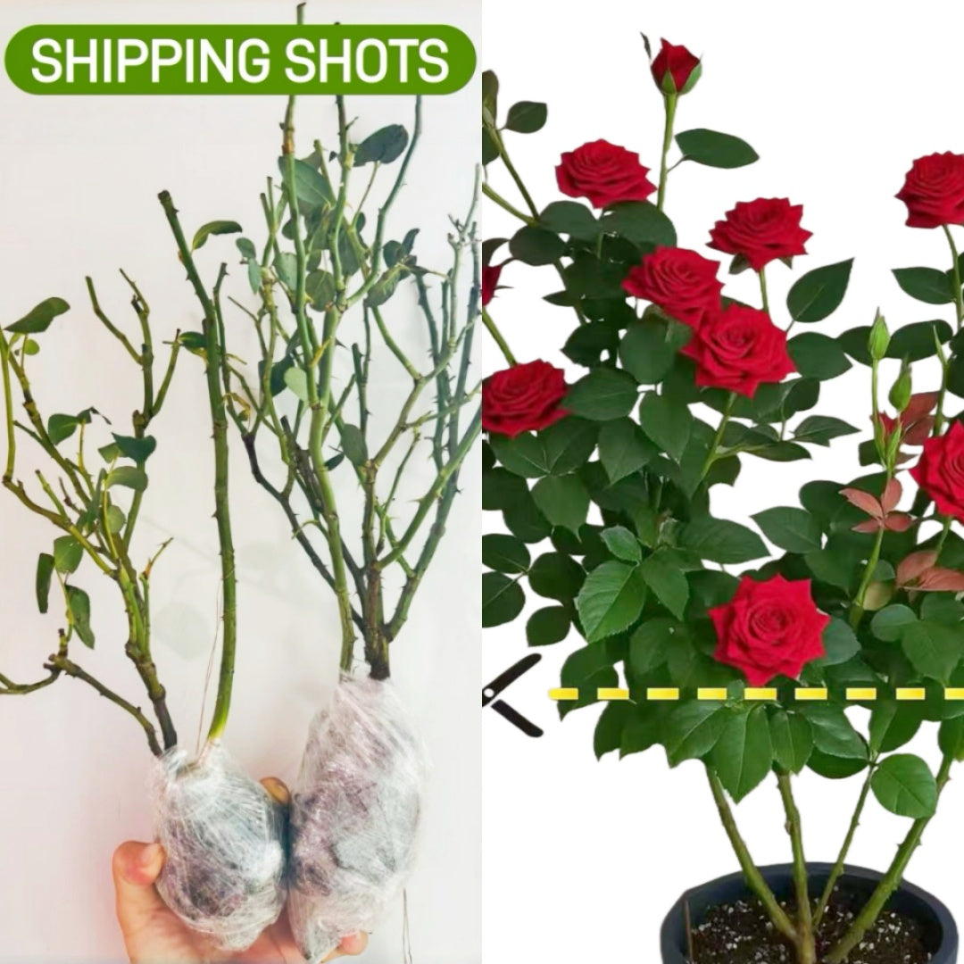 Repartil Rose-重启｜Japanese Cut Rose – Ergongzy Roses