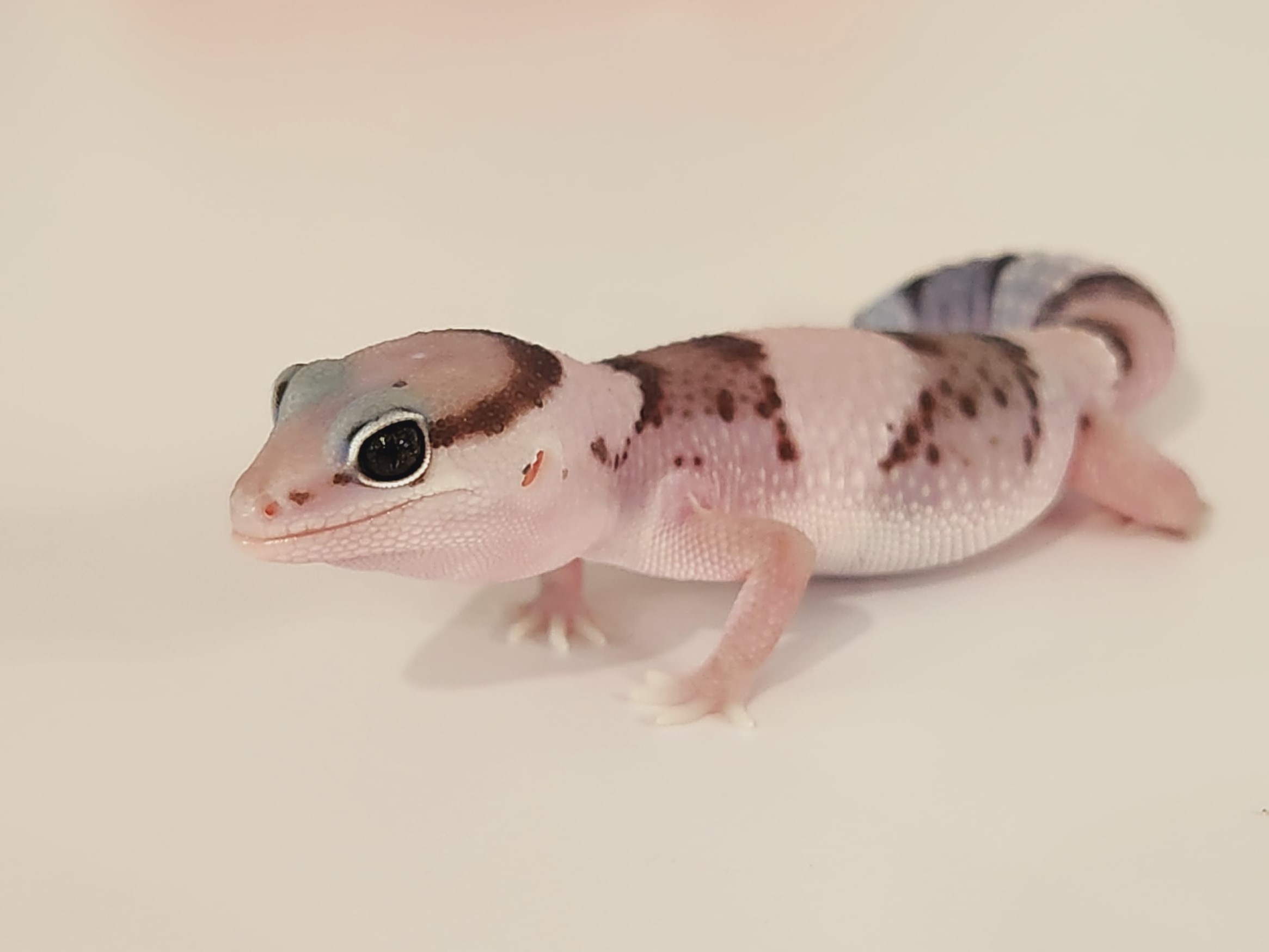 ヒメオオルリアゲハ ♂♀標本 ☆ニューカレドニア産☆激レア標本・入手