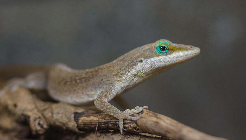 Elicar VHQ 90mm f2.5 Macro