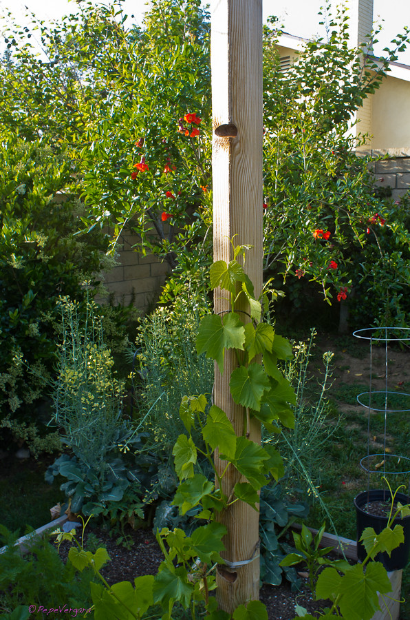 Tamron Adaptamatic (PFJ-45Au) 21mm F4.5 Lens Reviews - Tamron