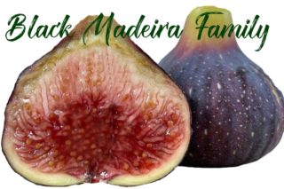 Black Madeira ブラックマディラ の特徴・味・耐寒性と本物と偽物