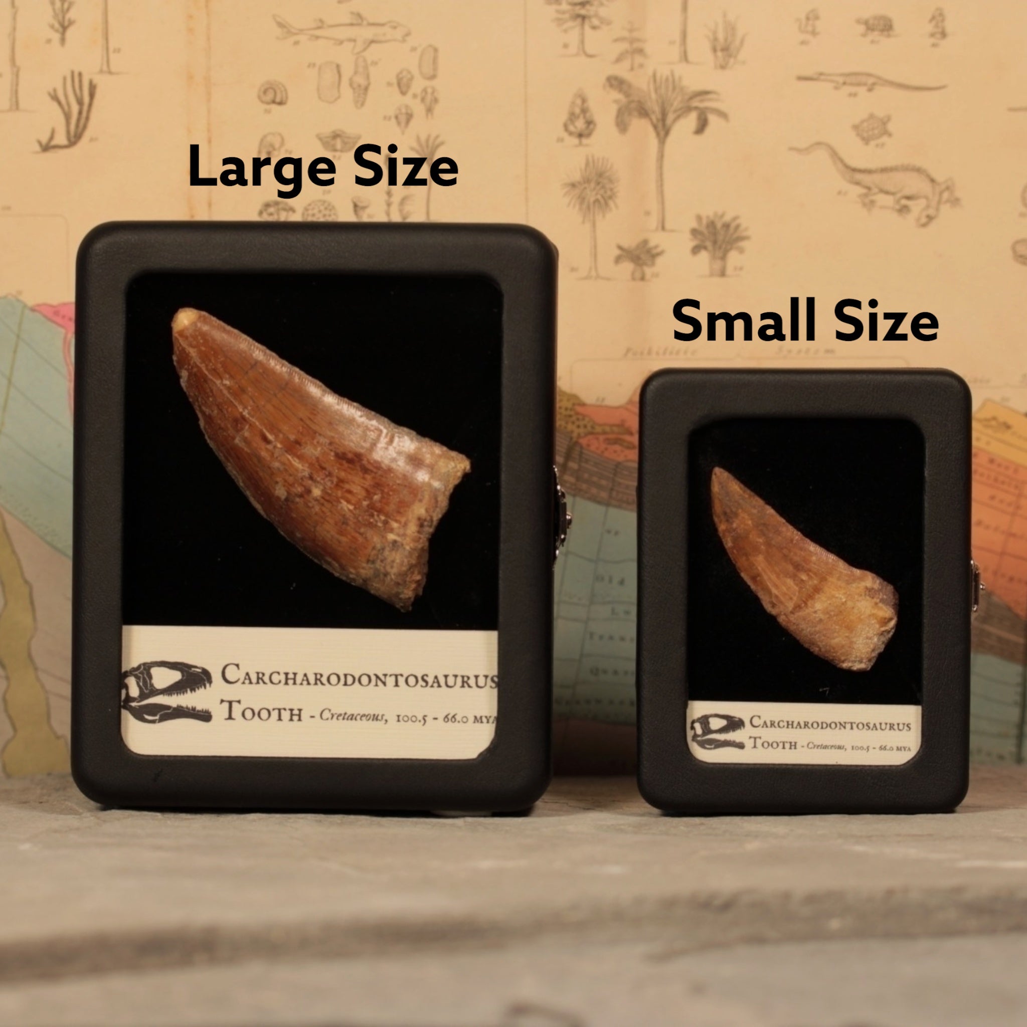Large Carcharodontosaurus Tooth in Display - Fossil Hoard