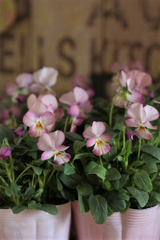 ビオラ ビビピンクアンティーク ジャンクガーデン 寄せ植え 花苗