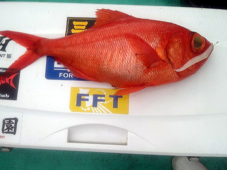 フジモリ・フィッシング・タックル FFTヤリイカ竿スルメイカ竿