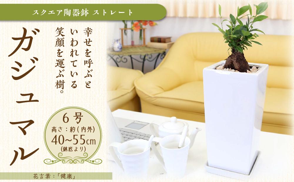先行予約》幸せを見守る樹 ガジュマル 6号 スクエア陶器鉢 ストレート